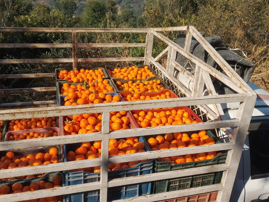 Cami&oacute;n cargado con cajones de naranjas
